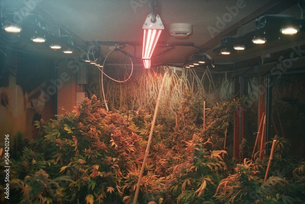 Obraz Hemp cultivation