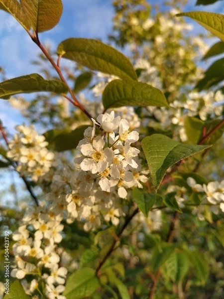 Obraz blossom in spring