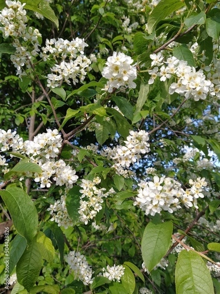 Obraz white cherry blossom