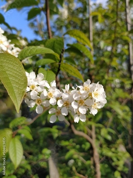 Obraz tree blossom