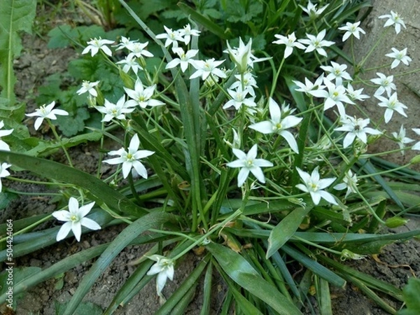 Obraz flowers