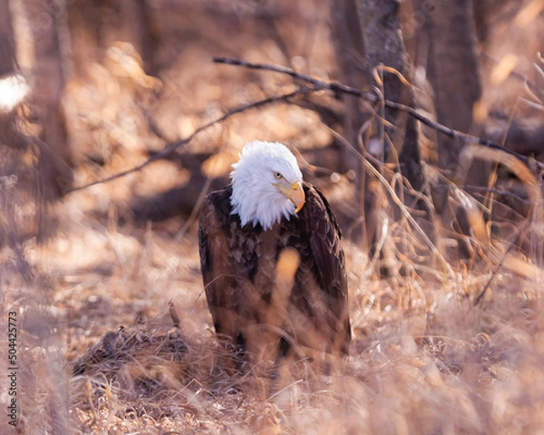 Obraz Bald eagle on a log
