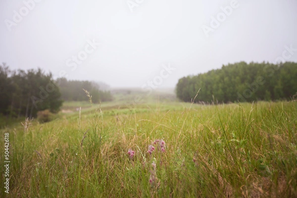 Obraz Wildflowers in the mist