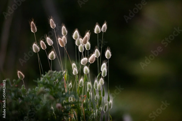 Obraz Bunny tail flower grass 