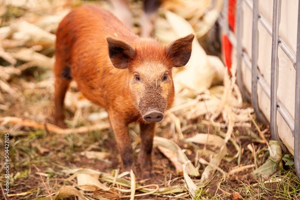 Obraz Ossabaw Island piglet
