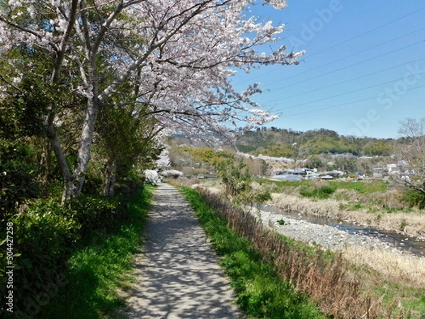 Fototapeta 桜が咲く芥川沿いの遊歩道(大阪府高槻市の芥川清水緑道で2022年4月撮影)