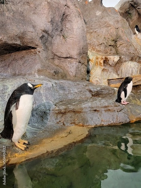 Obraz penguin on the rocks