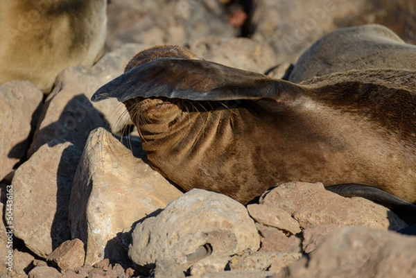 Obraz Galapagos Fur Seal, laying on the rocky shore and shading its eyes from the late afternoon sun.
