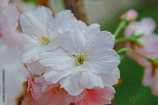 Fototapeta Cherry blossom branch. In spring. Soft selective focus