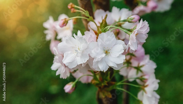 Fototapeta A branch of flowering sakura close-up on a green background in the sun.