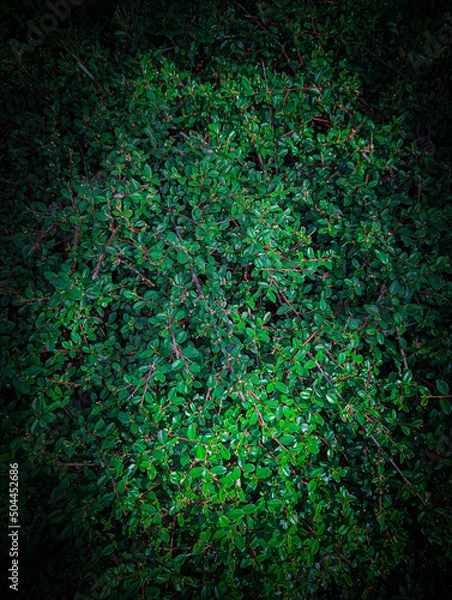 Obraz background with leaves