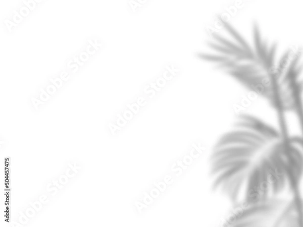 Obraz Botanic shadows overlay, Photoshop overlay, Plant tree flower Shadow, light casts, light effect, png