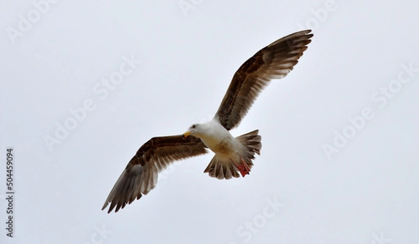 Fototapeta eagle in flight