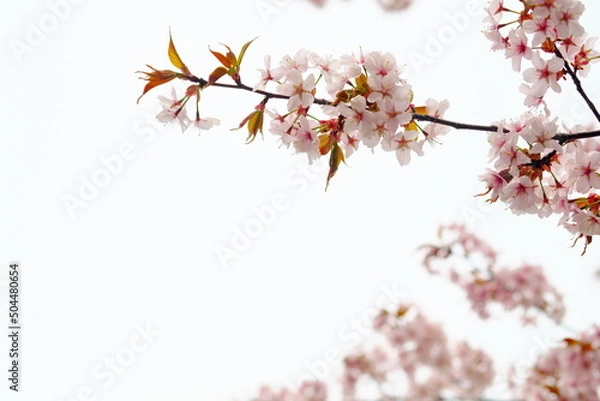 Fototapeta 北海道の美しい桜