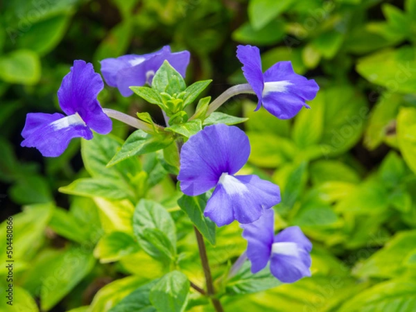 Fototapeta Viola sororia, known commonly as the common blue violet, is a short-stemmed herbaceous perennial plant that is native to eastern North America.