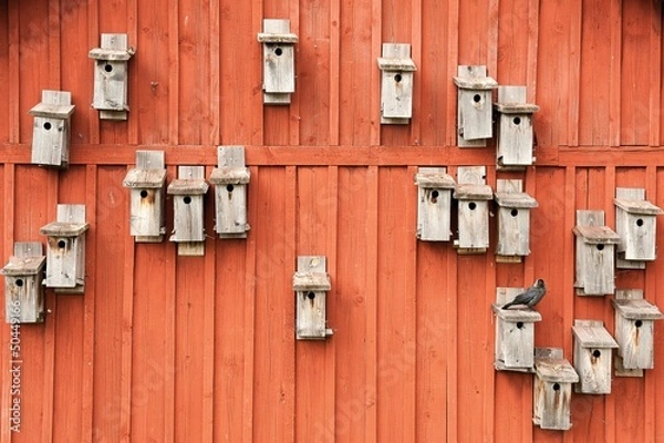 Obraz Vogelhäuser mit Dohle
