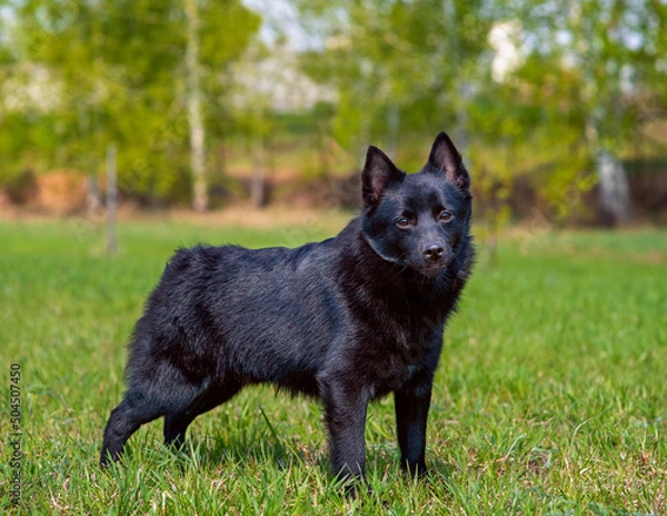 Fototapeta Schipperke dog standing on the grass in summer in the park