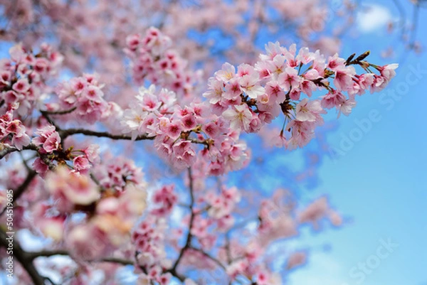 Obraz 満開のおかめ桜と青空
