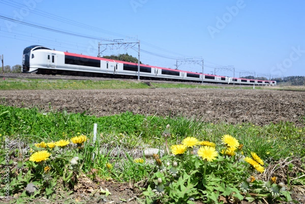 Obraz 水を張る前の田んぼに咲くタンポポと特急電車