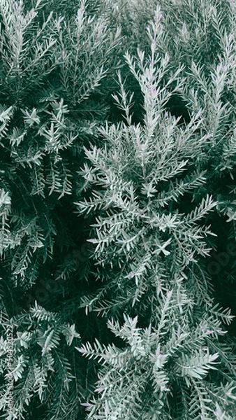 Fototapeta Beautiful green pine plant background 