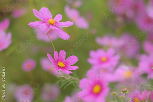 Fototapeta 優しいコスモスの花々