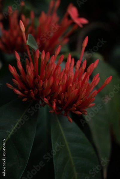 Obraz red and yellow flower