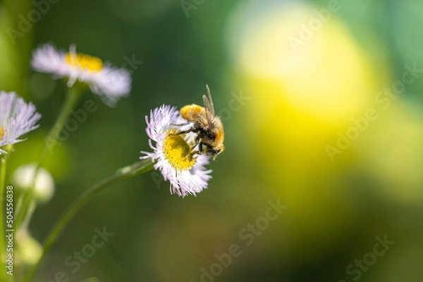 Obraz 蜜蜂とハルジオン
