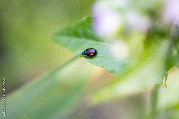 Obraz テントウムシとハルジオン