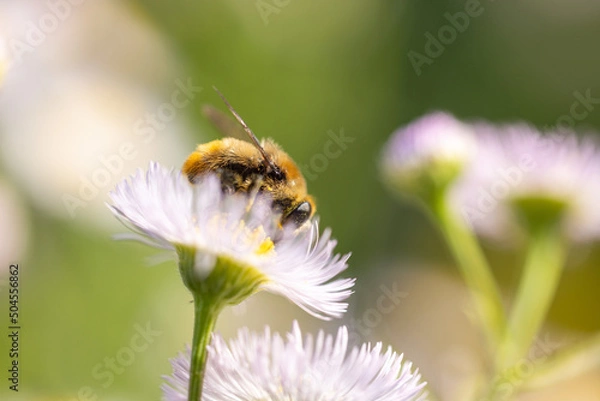 Obraz 蜜蜂とハルジオン