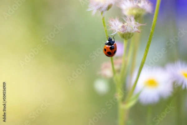 Obraz テントウムシとハルジオン