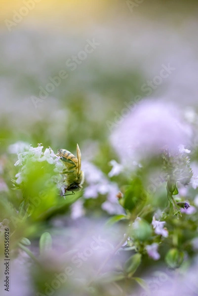 Obraz 春の花と蜜蜂