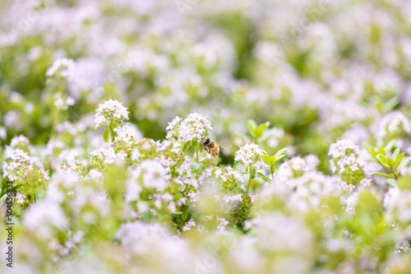 Obraz 春の花と蜜蜂