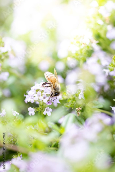 Obraz 春の花と蜜蜂
