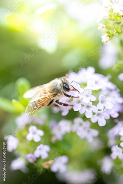 Obraz 春の花と蜜蜂