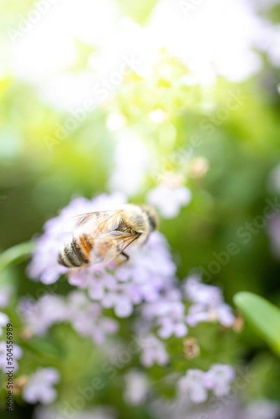 Obraz 春の花と蜜蜂