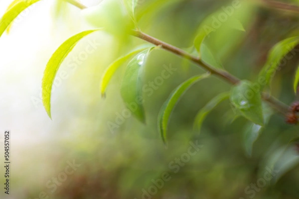 Obraz 枝葉と水滴