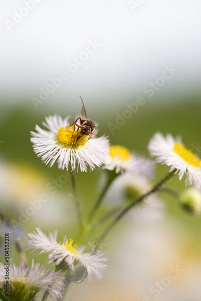 Obraz 蜜蜂とハルジオン