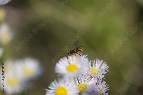 Obraz 蜜蜂とハルジオン
