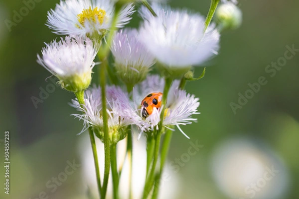 Obraz テントウムシとハルジオン