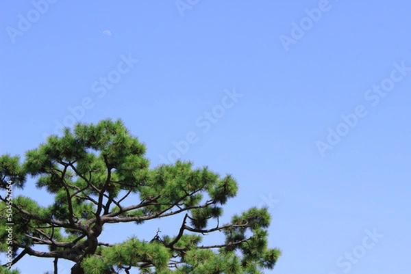 Fototapeta 松の木と空