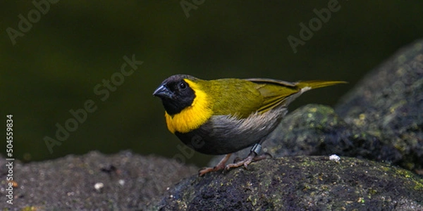 Fototapeta Cuban grassquit (Tiaris canorus)