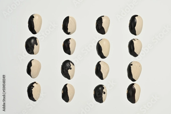 Obraz 「パンダ豆」という日本の北海道産の豆です。