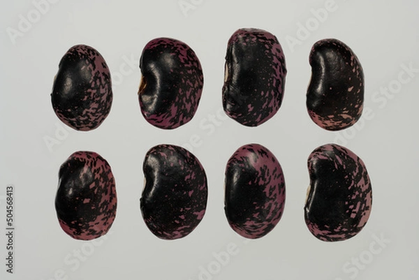 Obraz 「紫花豆」という日本の北海道産の豆です。