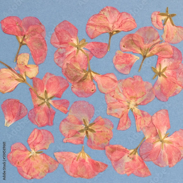 Fototapeta Pink flowers and petals on a blue background. Herbarium, dried plants, flat floristry
