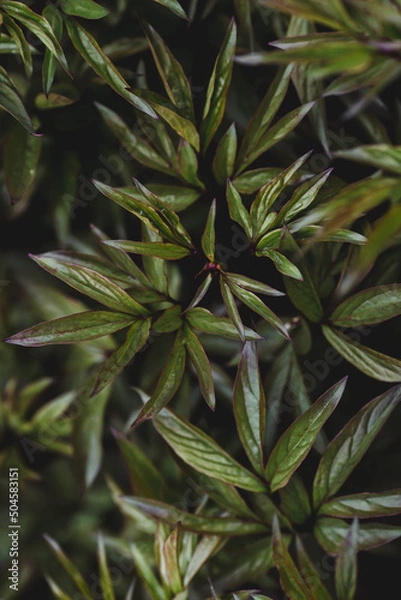 Obraz The background image is green. Natural, eco-friendly natural background. The texture of green leaves. A copy of the space for the text.