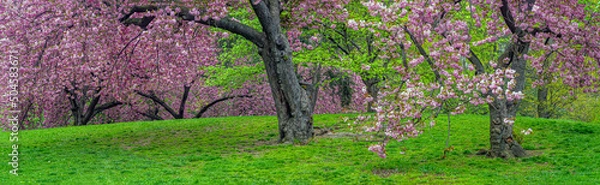 Obraz Central Park in spring