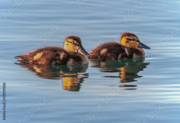 Obraz Ducklings in the water