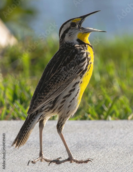 Obraz Eastern Meadowlark