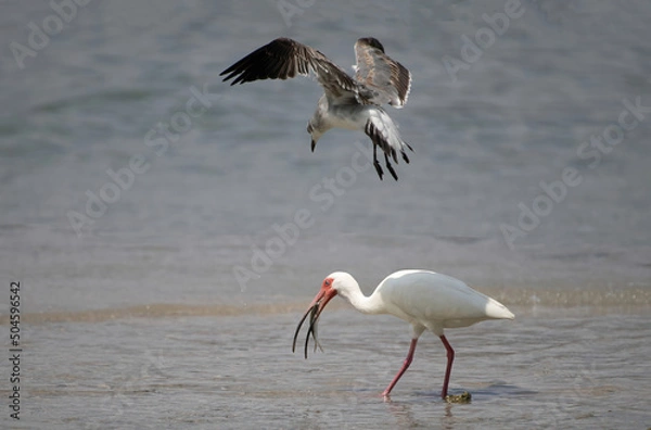 Obraz American White Ibis