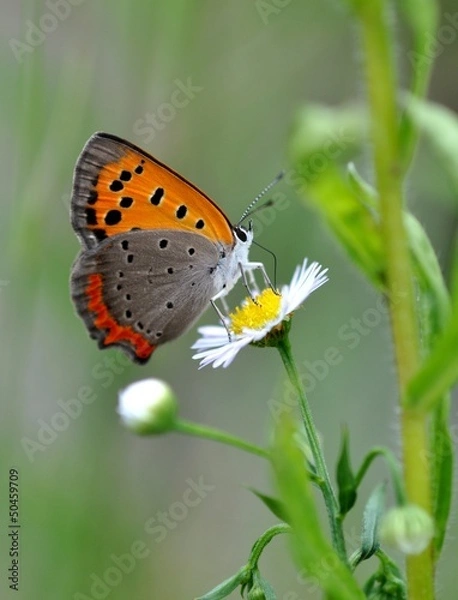 Obraz ヒメジョオンとベニシジミ